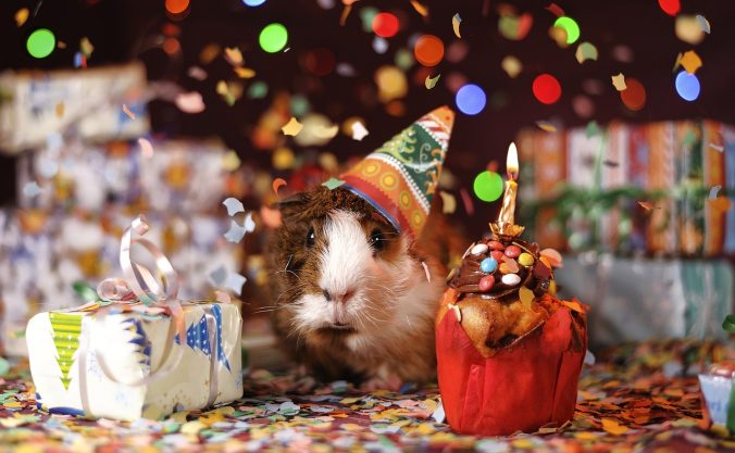 tillykke med fødselsdagen hamster